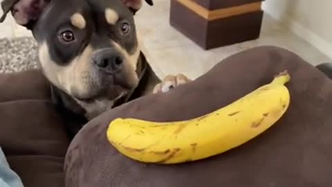 Our dog begging for a banana