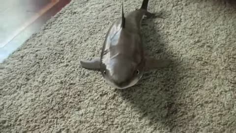 Cutest Baby Shark dancing