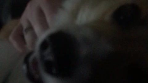 Insatiable Corgi Puppy Vocally Asks For Endless Belly Rubs