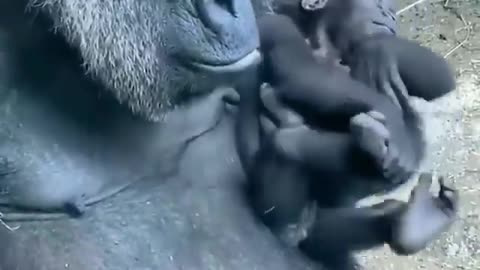 gorilla with a cub