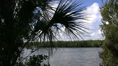 Florida Everglades Lake And Palmetto Frond