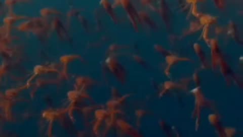 Spy Captures Rarely Filmed Tuna Crab Event