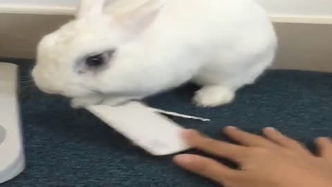 White Rabbit is playing with keys