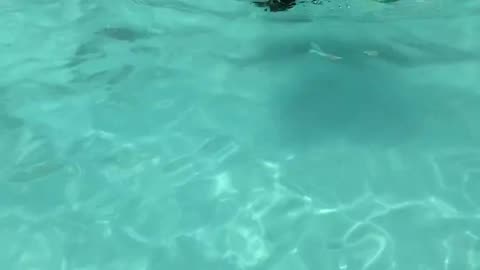 Dog Wears Her Floaties In The Pool