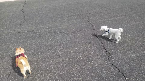 Cute Chihuahua and Maltese go for a walk