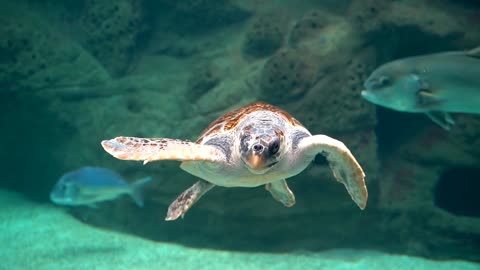 The loggerhead sea turtle