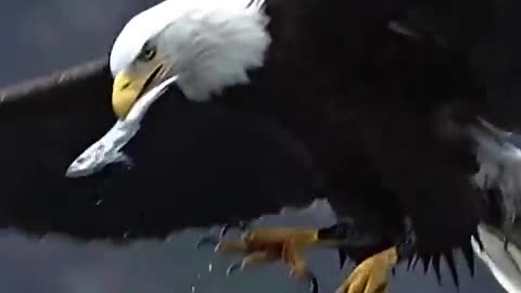 Eagle swallows a fish while flying.