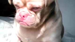 'Grumpy' Dog Is Ready For Nap Time