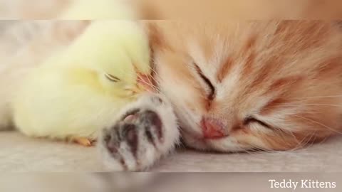 Kitten sleeps sweetly with the Chicken #3 🐥