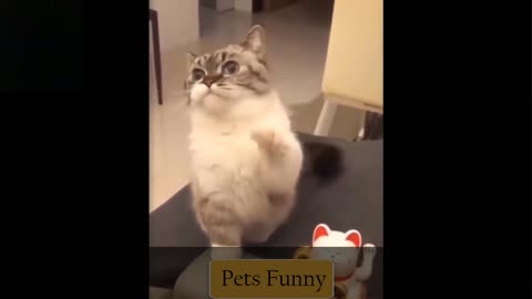 Cat imitates toy cat