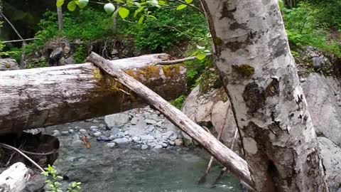 Old logging bridge