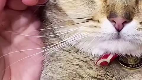 Cats Cleaning & Trimming Nails