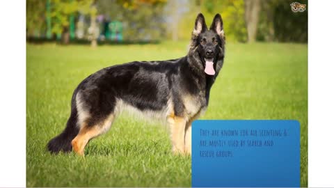 top 5 sniffer dog breed