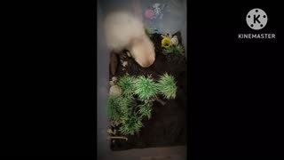 Baby Romeo the ferret diggin it!!