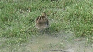 Rarely seen Snipe or Magellan snipe at Patagonia, Chile