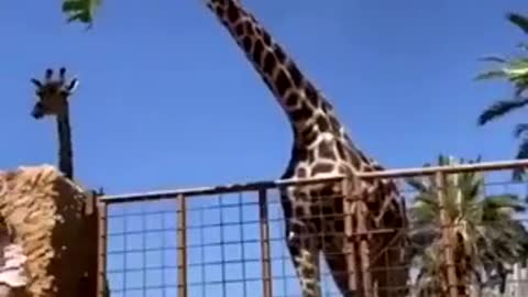 I thought the giraffe pulled him by the finger!😄😂