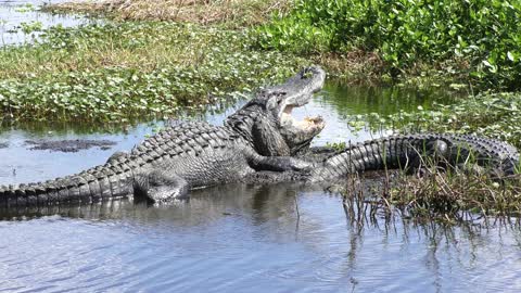 alligator with its mouth wide open