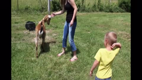 Pet Goat Headbutts Little Boy Taunting Him