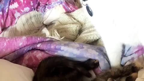 Kitten tries to get adult cat attention