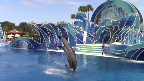 Dolphin Playing with people cutely