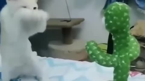 funny animals video
