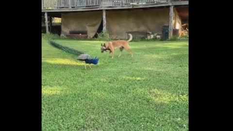 dog and peacock are bestfriends