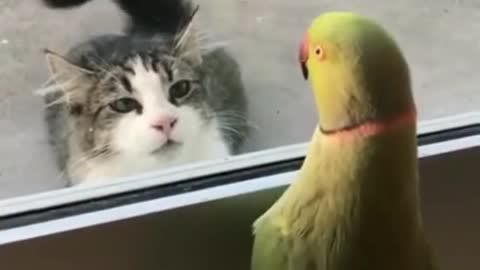 the parrot hides from the cat