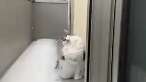 Cat and snowball