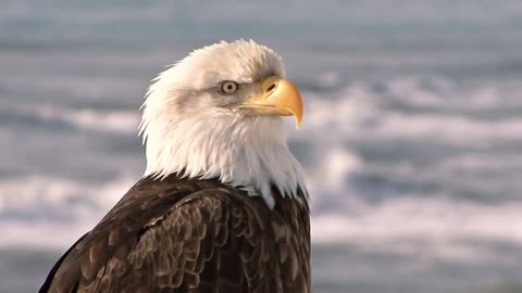 close up of blad eagle with sea in the background