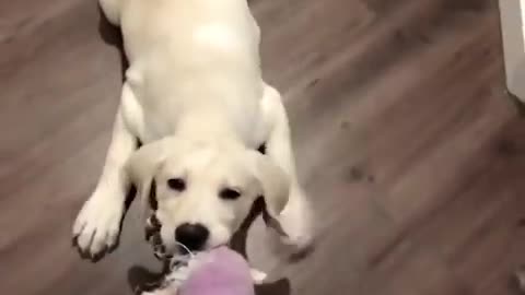 Funniest & Cutest Labrador Puppies - Funny Puppy Videos