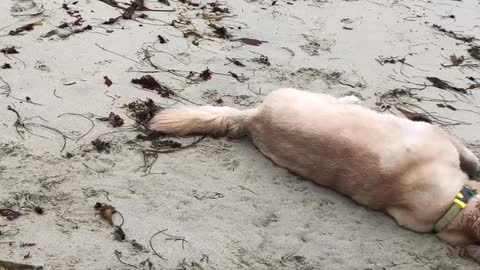 dogs' joy when they see themselves on the beach