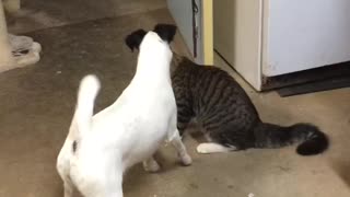 Dogs and totally fearless cat friend playing