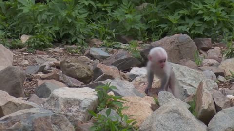 Funny Video | Cute Baby Monkey Video.