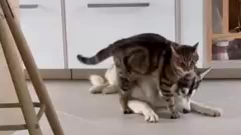 cat funny videos | for fun | you must watch | videos for laugh | jokes of the wild