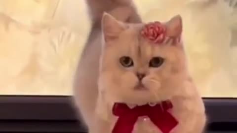 Cute cat catwalk trending video 😘❤️