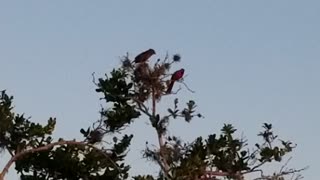 Cardinals in tree