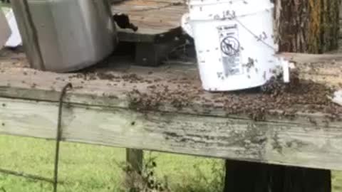 Honey bee clean up