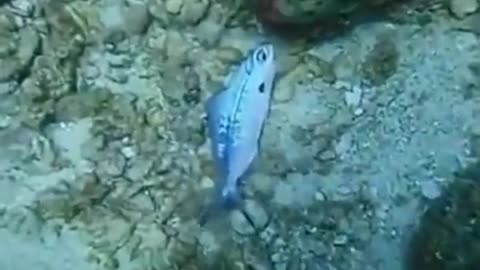 Diver saves fish caught in plastic