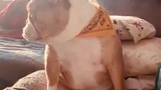 Jealous Bulldog Makes His Feelings Well Known