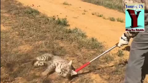 Tiger Rescue Techniques