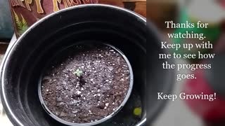 Sour Diesel Cannabis Grow Seed to Harvest Day 7/Early Transplant