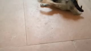 Kitty Pins Helpless Pooch