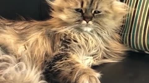 Look how This Cat Looks Like when She wakes up