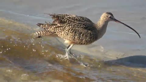 Long-billed Curlew takes a bath