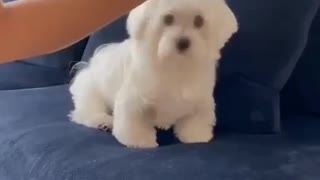 White dog playing funny moment