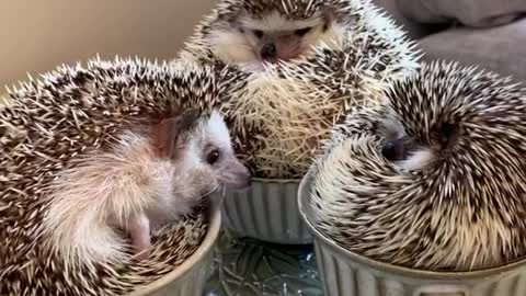 Hedgehogs sitting in teacups will brighten your day