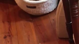 Yorkie Goes Crazy inside Dog House