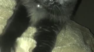 Black Cat Purring Loudly