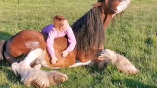 Clydesdale Enjoying a Good Scratch