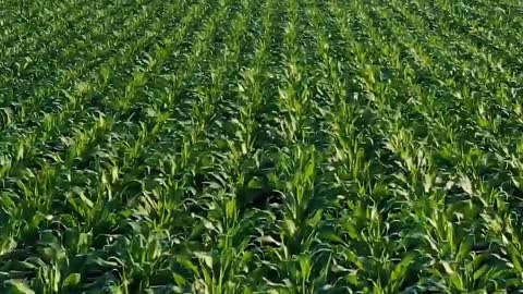 Top view on rows of fresh green corn stalks on agriculture field.